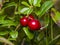 Vaccinium vitis-idaea, Ripe cowberry, macro, selective focus