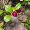 Vaccinium vitis-idaea, Ripe cowberry, macro, selective focus