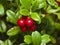 Vaccinium vitis-idaea, Ripe cowberry, macro, selective focus