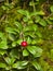 Vaccinium vitis-idaea Ripe cowberry macro, selective focus, shallow DOF