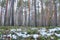 Vaccinium vitis-idaea under snow in forest. Plants in wood