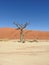 Vachellia erioloba in Deadvlei