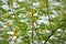 Vachellia nilotica or gum arabic flowers.