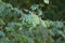Vachellia nilotica or gum arabic tree detail of leaves