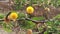 Vachellia Nilotica stem with flower closeup