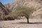 Vachellia tortilis, Acacia tortilis, Israeli babool, genus Vachellia, is the umbrella thorn acacia. Dahab, Egypt