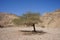 Vachellia tortilis, Acacia tortilis, Israeli babool, genus Vachellia, is the umbrella thorn acacia. Dahab, Egypt