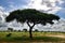 Vachellia tortilis tree and the intact nature at the African savanna
