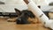 Vacuuming at home, next to a German shepherd lying on the floor