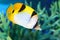 Vagabond butterflyfish