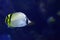 Vagabond Butterflyfish Chaetodon vagabundus
