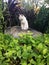 Vagrant cat is sitting on a stone in park