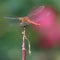 Vagrant darter dragonfly