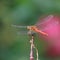 Vagrant darter dragonfly