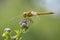 Vagrant darter female Sympetrum vulgatum