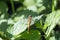 Vagrant darter sits on a leaf of nettle