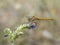 Vagrant darter, Sympetrum vulgatum