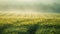 Vague background of vibrant fields where biofuel crops dance in a hazy blur evoking a sense of calm and natures beauty.