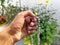 Vaijayanti beads garland in hand. Job’s tears is a holy, medicinal grass plant.