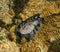 Vaillants chiton (Acanthopleura vaillanti), scraping algae from corals. Red Sea, Egypt