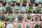 Vaious types of cactus