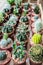 Vaious types of cactus