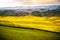 Val d `Arbia, Tuscany, Italy. Hills cultivated with wheat and canola, with its yellow flowers. With background the Crete Senesi.