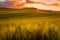 Val D`Orcia in Tuscany, wheat field in spring at sunset, detail of the ears of corn