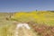 Val d`Orcia wildflowers in Tuscany