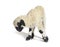 Valais Black nose lamb looking down, isolated