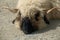 Valais Blackface ram resting on soil, Zermatt