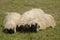 Valais Blackface sheep on meadow above Zermatt