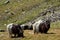 Valais Blackneck goats