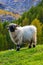 Valais blacknose sheep in  Alps