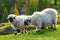 Valais blacknose sheep in  Alps