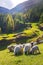 Valais blacknose sheep in  Alps