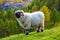 Valais blacknose sheep in  Alps