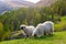 Valais blacknose sheep in  Alps