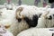 Valais Blacknose Sheep herd at Zermatt, Switzerland.