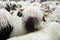 Valais Blacknose Sheep herd at Zermatt, Switzerland.