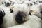 Valais Blacknose Sheep herd at Zermatt, Switzerland.