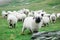 Valais Blacknose Sheep herd at Zermatt, Switzerland.