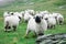Valais Blacknose Sheep herd at Zermatt, Switzerland.