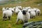 Valais Blacknose Sheep herd at Zermatt, Switzerland.