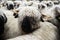 Valais Blacknose Sheep herd at Zermatt, Switzerland.