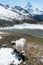 Valais Blacknose sheep on highland in Zermatt, Switzerland with Matterhorn mountain view in summer