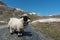 Valais Blacknose sheep on highland in Zermatt, Switzerland in summer