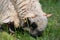 A Valais blacknose sheep and a lamb grazing in a meadow