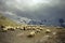 Valais Blacknose sheep - landmark attraction in Switzerland