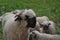 Valais Blacknose Sheep Profile
